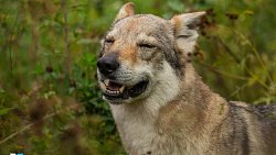 Челябинцы сняли короткометражку по славянскому фольклору