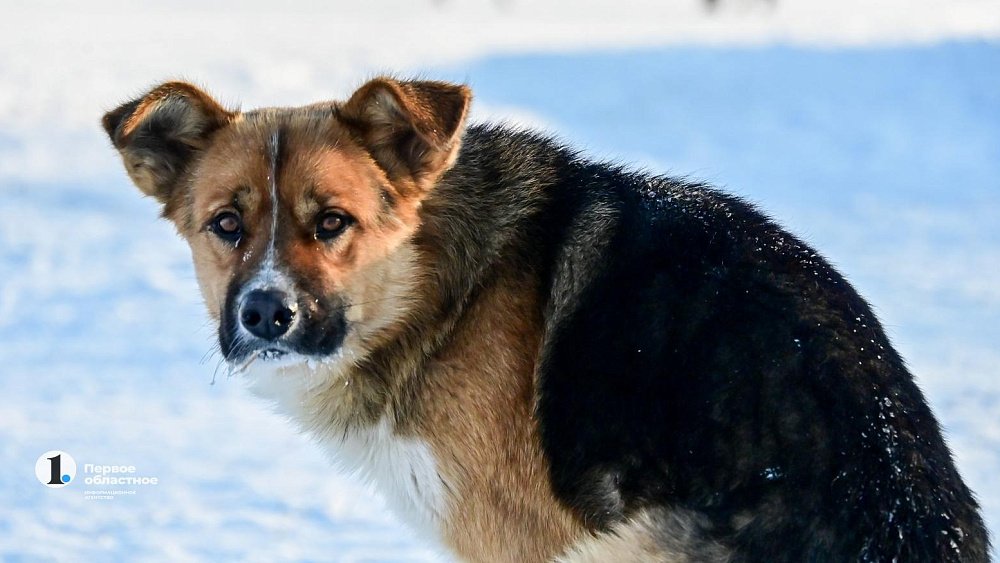 Ветклиники Челябинской области на день снижают цены на стерилизацию