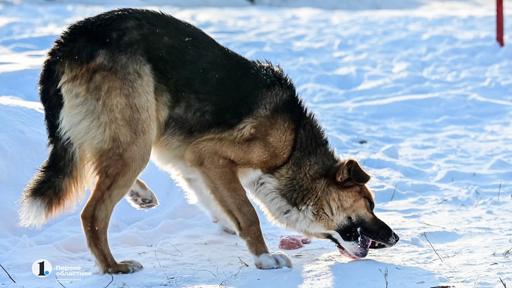 В Аргаяше восьмилетнего мальчика покусала собака