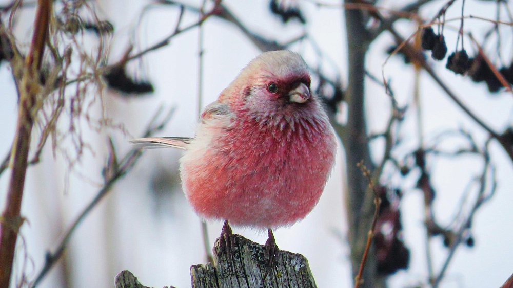 Девушка из Юрюзани фотографирует птиц и побеждает в международных конкурсах