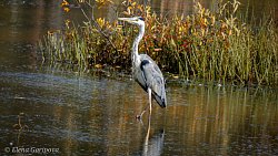 Девушка из Юрюзани фотографирует птиц и побеждает в международных конкурсах