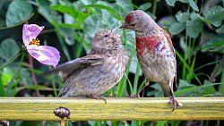 Девушка из Юрюзани фотографирует птиц и побеждает в международных конкурсах