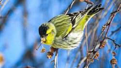 Девушка из Юрюзани фотографирует птиц и побеждает в международных конкурсах