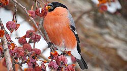 Девушка из Юрюзани фотографирует птиц и побеждает в международных конкурсах