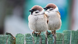 Девушка из Юрюзани фотографирует птиц и побеждает в международных конкурсах