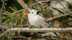 Девушка из Юрюзани фотографирует птиц и побеждает в международных конкурсах