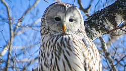 Девушка из Юрюзани фотографирует птиц и побеждает в международных конкурсах