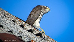 Девушка из Юрюзани фотографирует птиц и побеждает в международных конкурсах