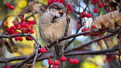 Девушка из Юрюзани фотографирует птиц и побеждает в международных конкурсах