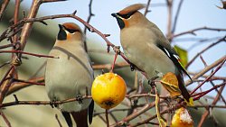 Девушка из Юрюзани фотографирует птиц и побеждает в международных конкурсах