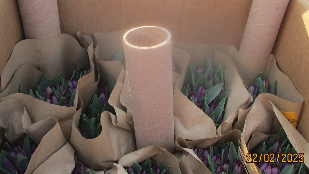 В Челябинскую область ввезли более 2,7 миллиона цветов из Китая