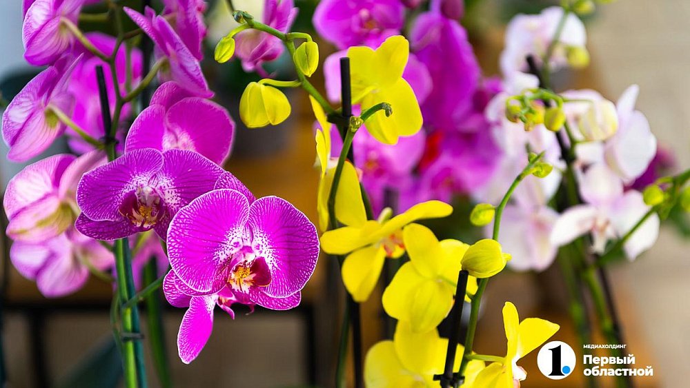 В 2025 году трехдневного отдыха в честь 8 Марта не будет