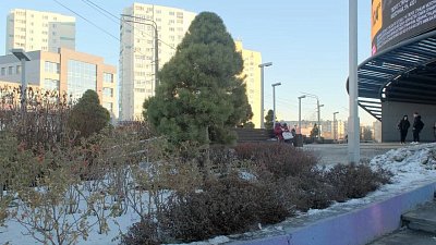 Какие работы садоводам следует проводить в марте?