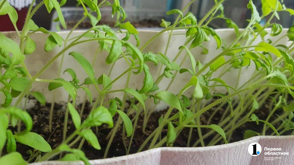 Когда сеять семена на рассаду: климат Южного Урала диктует условия