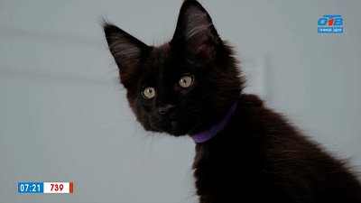 Черный кот в рубрике «Усы, лапы и хвост»