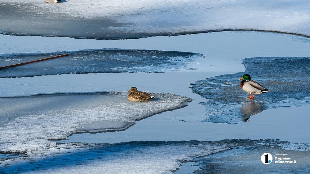 В Челябинскую область вернется оттепель в последний день февраля