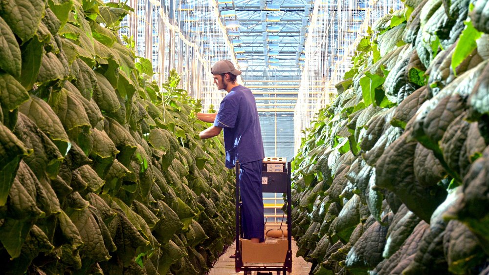 Агропарк Челябинской области первым в регионе получил сертификат на «зеленую» продукцию