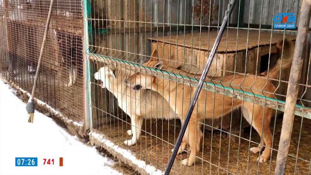 О гуманном отношении к животным в сюжете «Стерилизация для приютов»