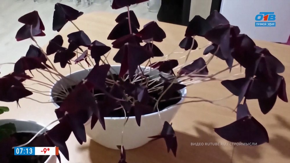 Диагноз для зеленого любимца в рубрике «Зеленый доктор»