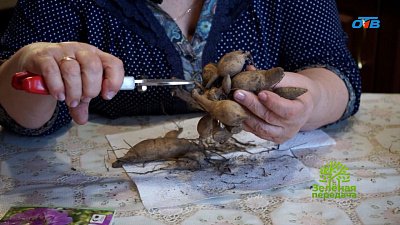 Пора заняться георгинами