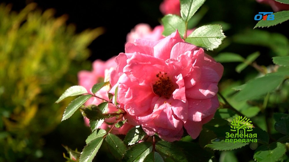 Великие питомники роз