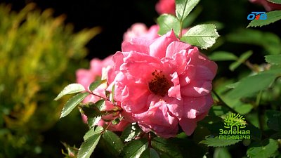 Великие питомники роз