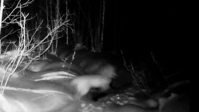 В нацпарке «Зигальга» стая волков пронеслась перед фотоловушкой