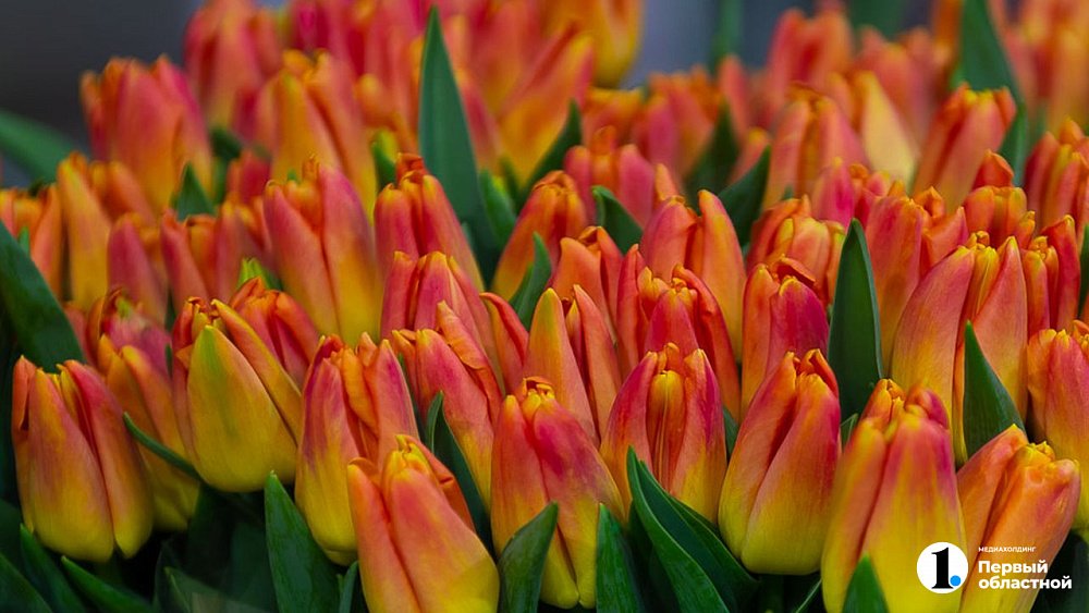 Тюльпаны к 8 Марта подорожали в Челябинске на 25%