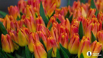 Тюльпаны к 8 Марта подорожали в Челябинске на 25%
