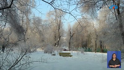 В Магнитогорске омолодят 300 полумолодых деревьев