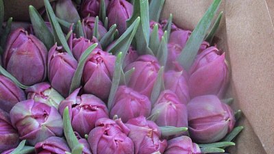 В Челябинскую область к 8 Марта ввезено более 4 миллионов китайских цветов