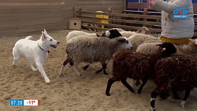 Пастушья служба в рубрике «Усы, лапы и хвост»