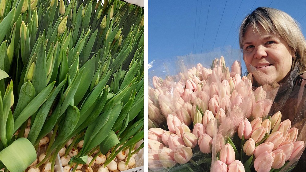 Как выращивают тюльпаны к 8 Марта в уральском климате