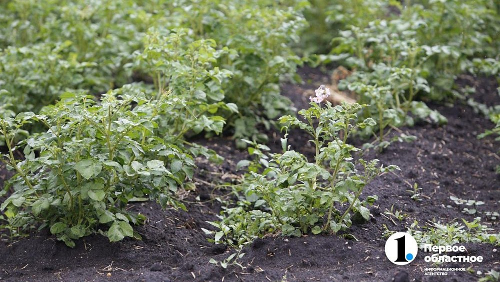 Расцветут ли садовые болезни после теплой зимы на Южном Урале?