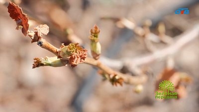 В новом выпуске программы «Зеленая передача» обсудят работы в саду в марте