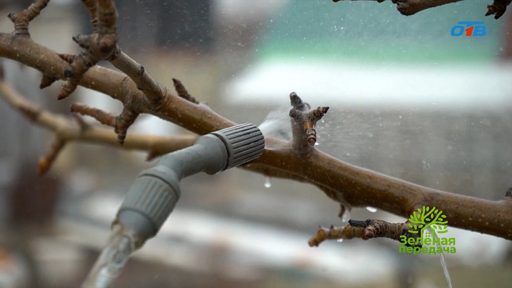 Самая первая обработка сада весной