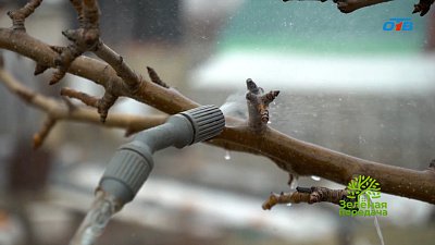 Самая первая обработка сада весной