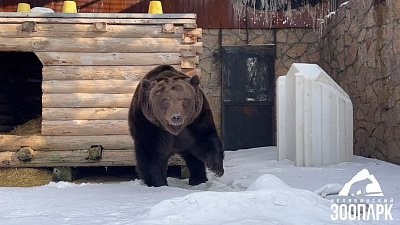 Медведь Малыш в Челябинском зоопарке вышел из спячки