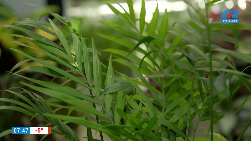 Что папоротнику хорошо, то пальме не по нраву в рубрике «Зеленый доктор»