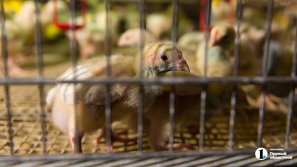 Челябинская птицефабрика торговала бройлерами, напичканными лекарствами