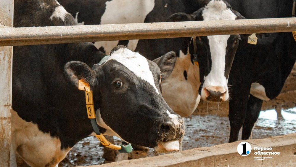 В Челябинской области стартует отбор на гранты для семейных ферм