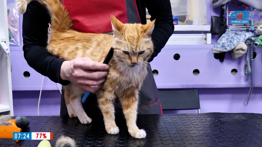 Купание кота в рубрике «Усы, лапы и хвост»