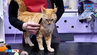 Купание кота в рубрике «Усы, лапы и хвост»