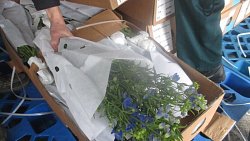 Карантинный трипс обнаружен в партии китайских цветов для Челябинска