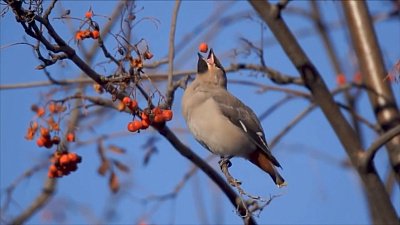 В Магнитогорске заметили большие стаи свиристелей