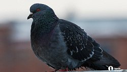 Пора зонтиков возвращается: в Челябинске прошел первый весенний дождь