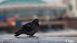 Пора зонтиков возвращается: в Челябинске прошел первый весенний дождь