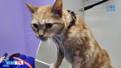 Как правильно мыть кошек?