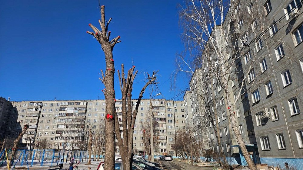 Обрезка деревьев в Челябинске: необходимость или варварство
