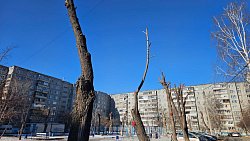 Обрезка деревьев в Челябинске: необходимость или варварство